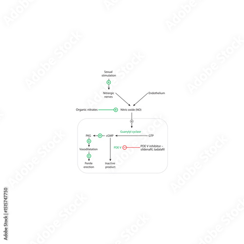 Mechanism of Phosphodiesterase V (PDE5) Inhibitors in Penile Erection and Interaction with Organic Nitrates. Simple schmeatic diagram illustration.