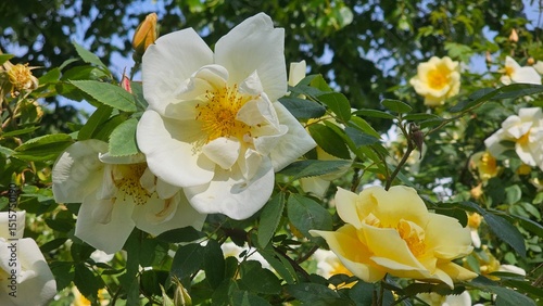 Sweden. Rosa gigantea is a species of rose native to northeast India, northern Myanmar and southwest China (Yunnan) in the foothills of the Himalaya at 1000–1500 m altitude.  photo