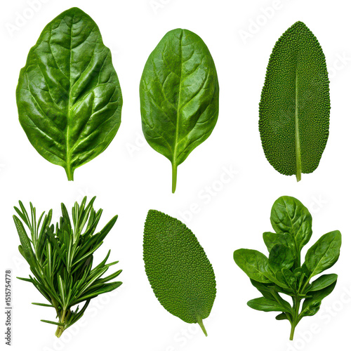 Variety of Fresh Green Culinary Herbs