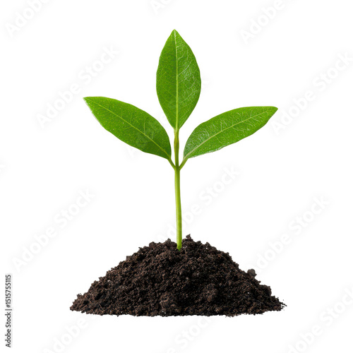 Young plant sprouting from rich soil.