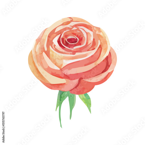 pink rose on white background