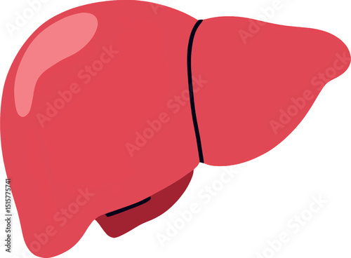 Human Liver Illustration Vector Flat Design