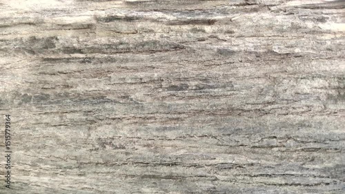 Seamless Abstract Bark Texture Animation