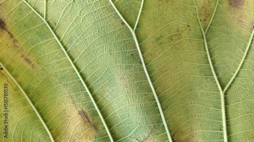 Abstract Leaf Pattern Motion Loop