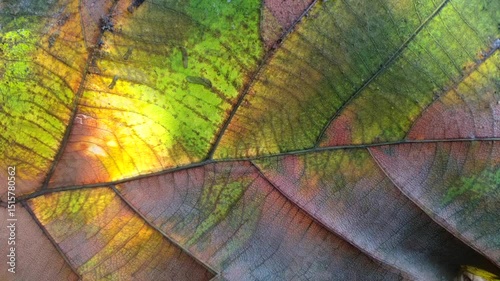 Abstract Leaf Pattern Motion Loop