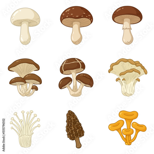 Mushrooms variety Edible fungi set.