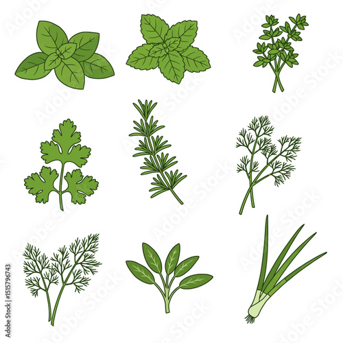 Fresh Herbs Collection Basil with Mint, Parsley, and More.