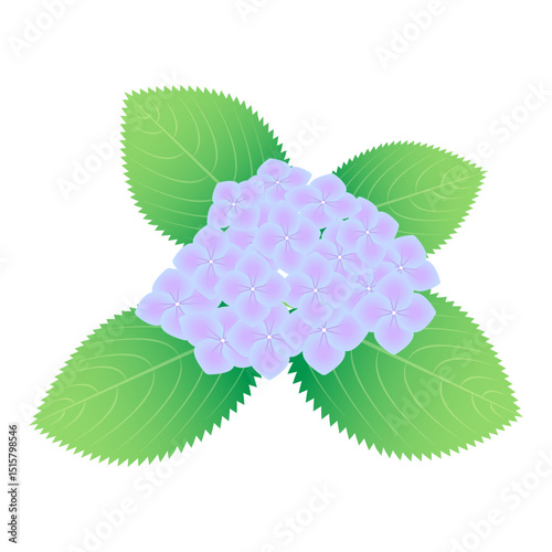 美しいグラデーションのアジサイの花と葉のイラスト素材