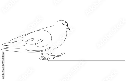 pigeon one continuous line drawing
