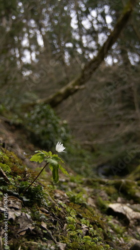 Anemone blooming in the mountains