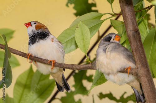 Taeniopygia castanotis birds standing on a branch photo