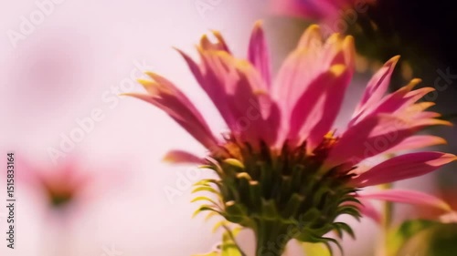 Close Up Pink Coneflower Echinacea with Yellow Tipped Petals Gently Swaying in Hazy Sunlight