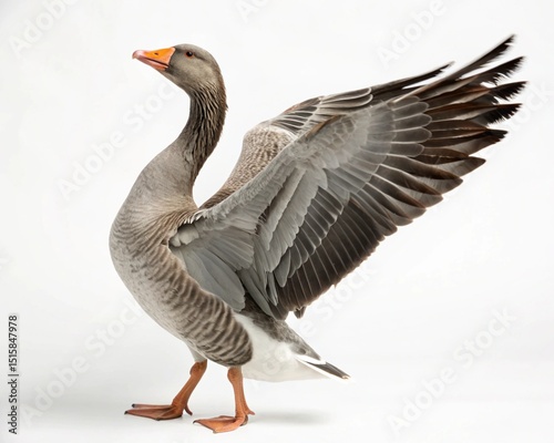 Wild waterfowl, a greylag goose, isolated on white with feather details