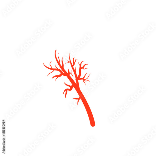 Human blood vessels 