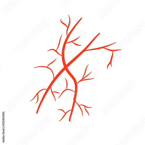 Human blood vessels 