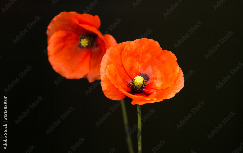 Obraz premium two orange-red poppy flowers on a black background. The front poppy is in focus, showing off delicate, translucent petals, dark stamens and a yellowish-green center. 