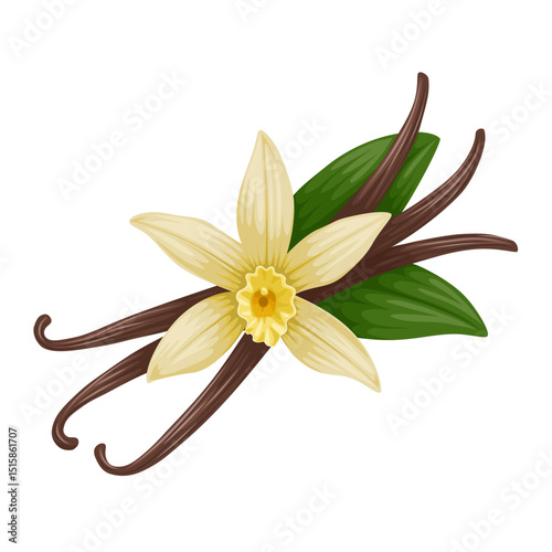 Illustration of Vanilla flower with dried vanilla sticks. Aromatic seasoning ingredient for cookery and sweet baking, Isolated on white backgroundyellow lily flower