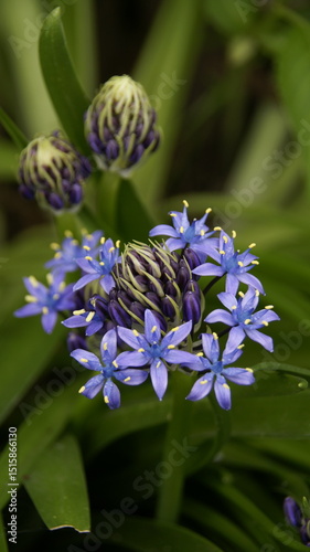 blue-purple flowers