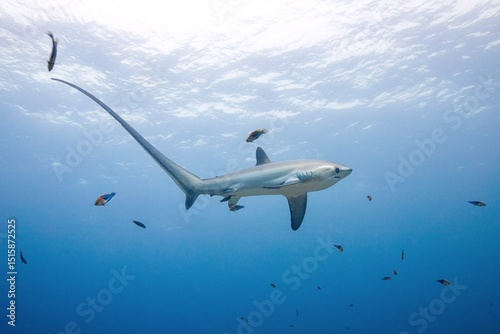 threshershark in malapascua
