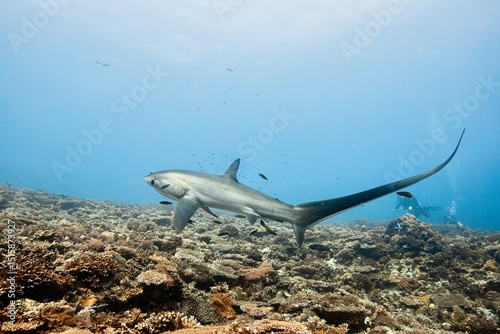 threshershark in malapascua