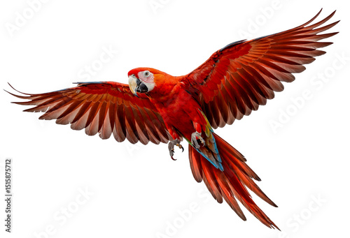 Stunning red macaw parrot flying with wings spread against a clear sky