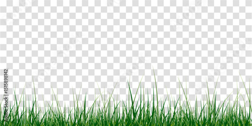 Green Grass border isolated on transparent background, vector illustration. Realistic green seamless grass,lawn. 