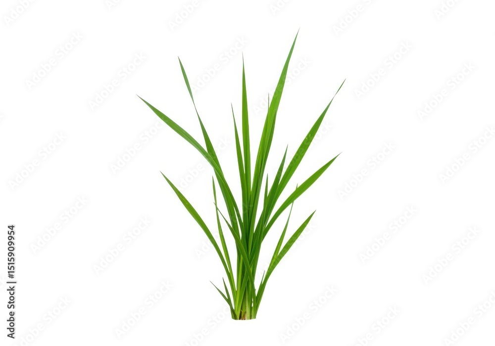 Fototapeta premium Fresh green rice plant isolated on white background