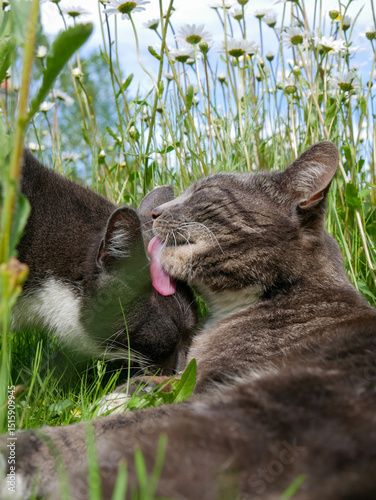 Cute cats licking each other in the face, grooming one another. Friendship between animals. Best friends outdoors in the tall grass filled with flowers. Two cats in a meadow.