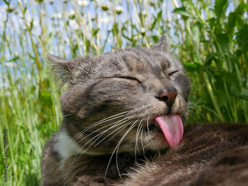 Cute cat laying in a meadow filled with flowers and tall grass. Very cute tabby cat portrait outdoors.