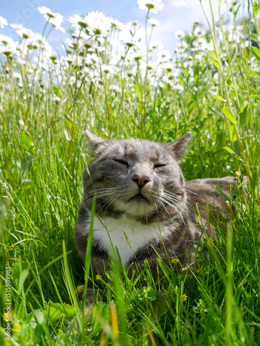 Cute cat laying in a meadow filled with flowers and tall grass. Very cute tabby cat portrait outdoors.