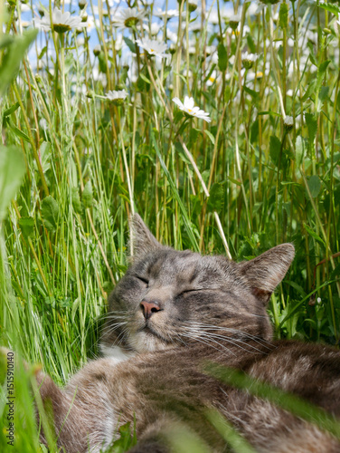 Cute cat laying in a meadow filled with flowers and tall grass. Very cute tabby cat portrait outdoors.