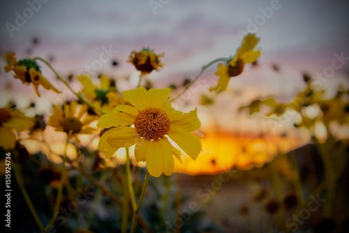 yellow flowers in the sun