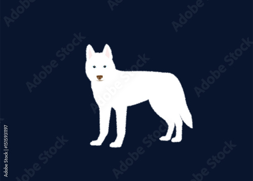 White Siberian Husky Illustration. Vector Illustration.