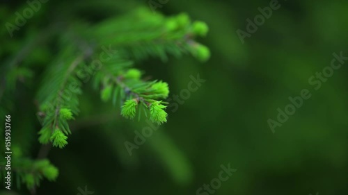 The Lush and Vibrant Green Spruce Foliage