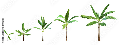 A set of green Banana Palm Trees isolated on a white background. Growth stages. Desert and tropical houseplants. 
