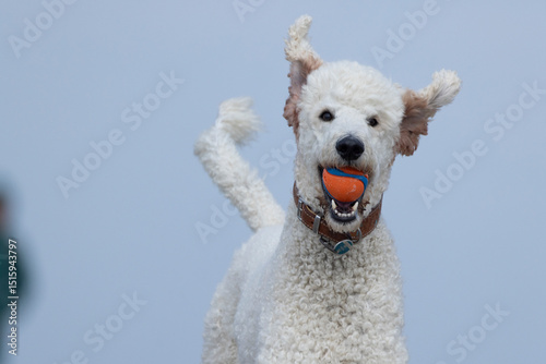 White poodle chasing a ball on the beach photo