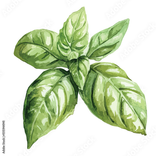 Vibrant Watercolor Basil Leaves in a Detailed Arrangement