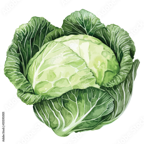 Vibrant Watercolor Cabbage Green Leaves and Pale Heart