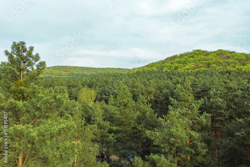 Summer woodland landscape with green foliage