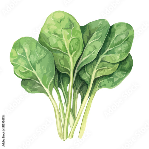 Vibrant Watercolor Depiction of Fresh Spinach Leaves (3)