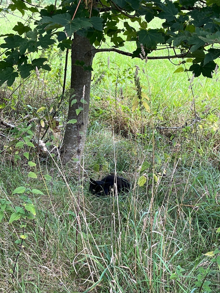 black cat in the forest black cat in the forest