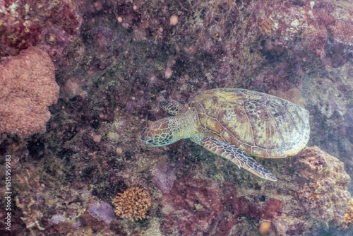Green Sea Turtle, Chelonia Mydas, Great Barrier Reef, Quens, Cairns, Australia photo
