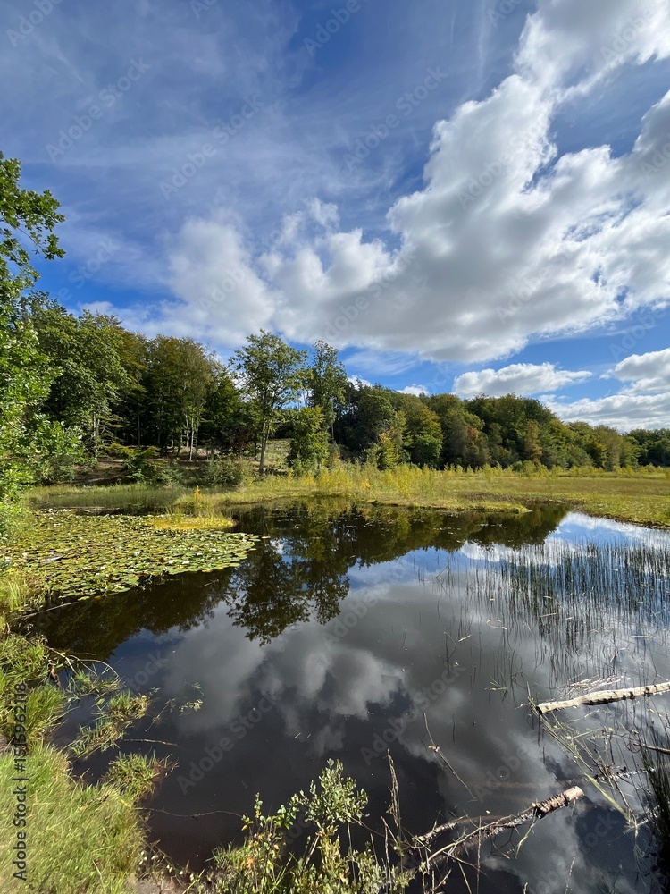 Fototapeta premium reflection of trees and clouds in water in the lake in the forest