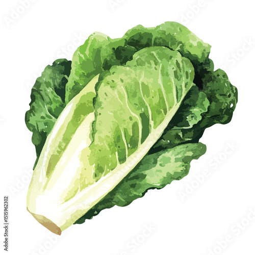 Vibrant Watercolor Illustration of a Fresh Bok Choy Leaf
