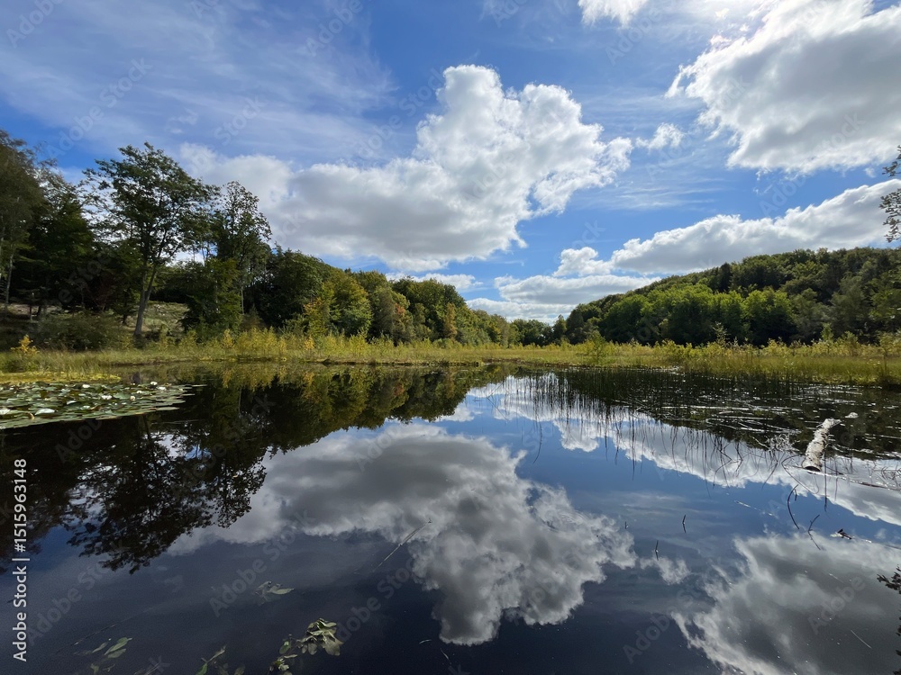 Fototapeta premium reflection of trees and clouds in water in the lake in the forest