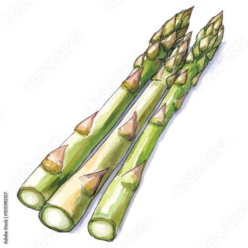 Watercolor Asparagus Spears with Detailed Green and Brown Tones Angled Composition