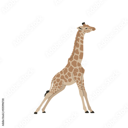 A tall giraffe standing gracefully against a plain white background, showcasing its unique features