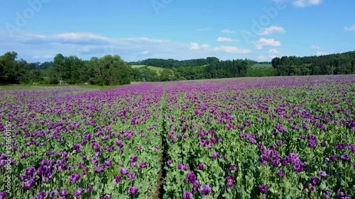 Wallpaper Mural low altitude flight over field with purple poppy flowers, drone video Torontodigital.ca