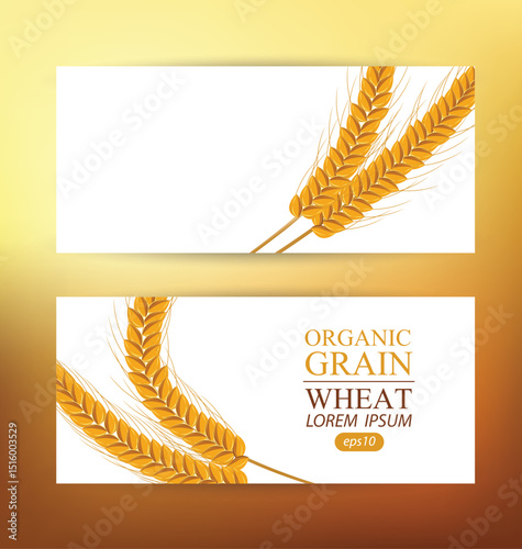 Ears of wheat. Design Banner Template. Vector illustration.