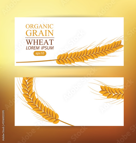 Ears of wheat. Design Banner Template. Vector illustration.